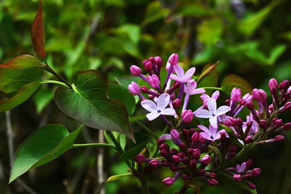 丁香简介,因花筒细长如钉且香而得名