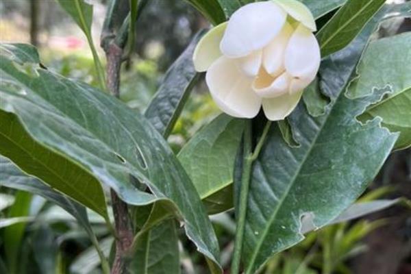 夜合花叶子掉完能不能活，处理得当还可以继续生长