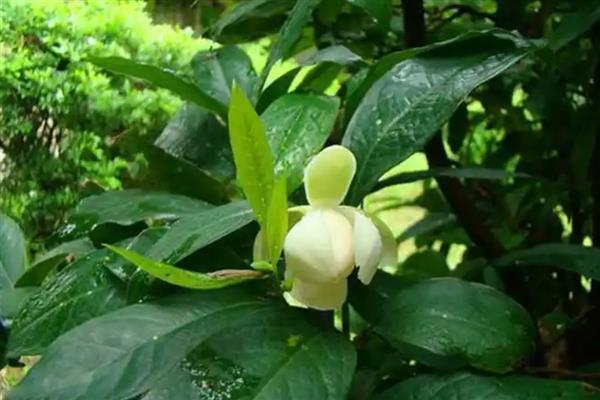 夜合花叶子掉完能不能活，处理得当还可以继续生长