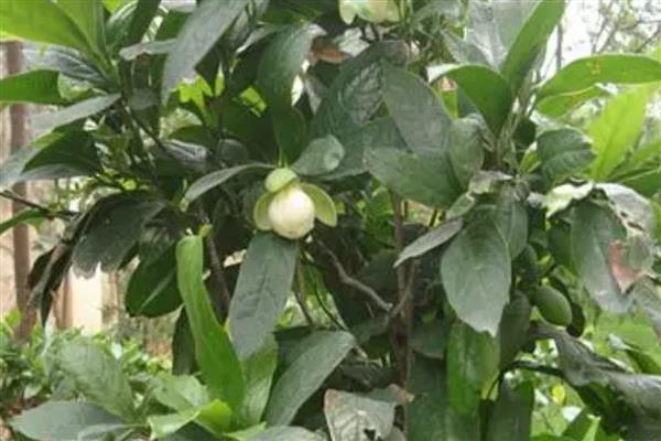 夜合花叶子掉完能不能活，处理得当还可以继续生长