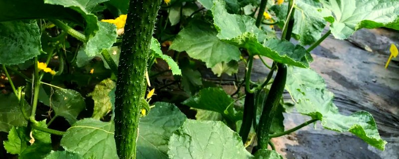 怎么防治黄瓜花叶病毒病，发病初期喷施植病灵乳剂等药物