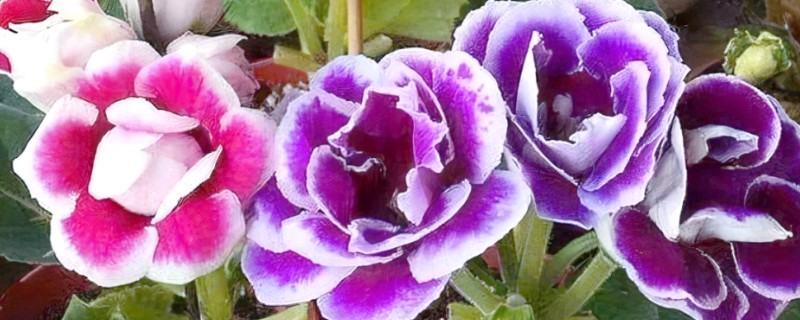 大岩桐花的养殖方法，春秋季节放在室外让它晒光