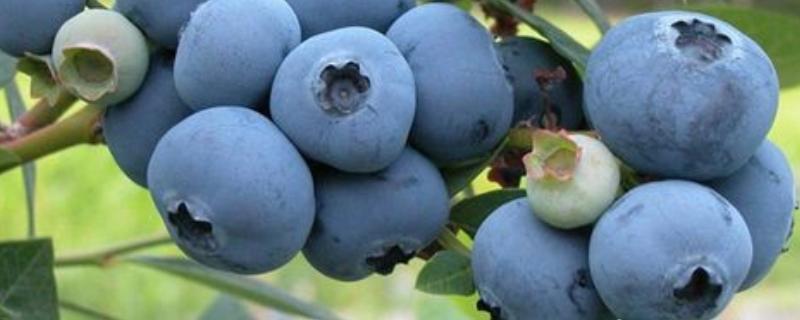 蓝莓蓝宝石的品种简介，属于中熟蓝莓品种