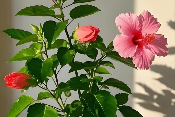 扶桑花的主要产地在哪，原产地为大陆的华南、印度等