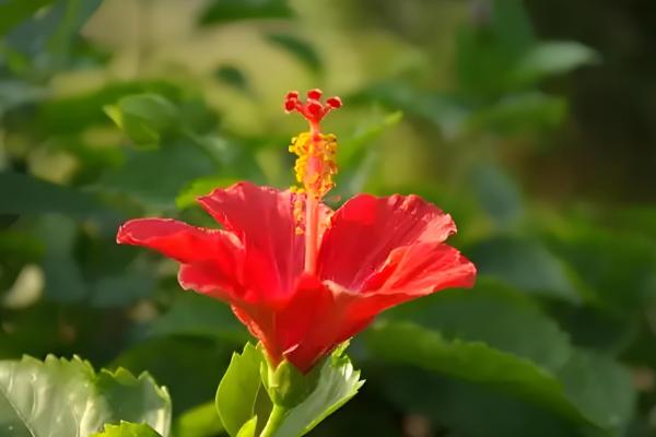 扶桑花的主要产地在哪，原产地为大陆的华南、印度等