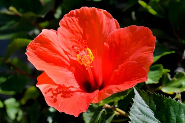 扶桑花的主要产地在哪，原产地为大陆的华南、印度等