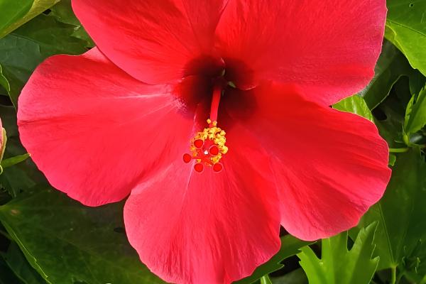 扶桑花的主要产地在哪，原产地为大陆的华南、印度等