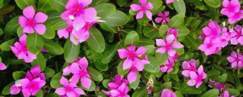 让长春花安全过冬的方法，把室温保持在10℃以上