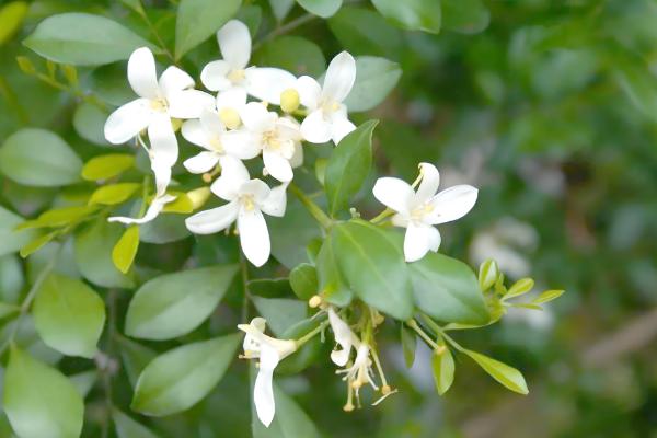 七里香怎么养殖，夏季每隔2-3天浇一次水