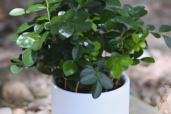 七里香怎么养殖，夏季每隔2-3天浇一次水