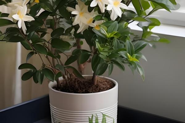 七里香怎么养殖，夏季每隔2-3天浇一次水