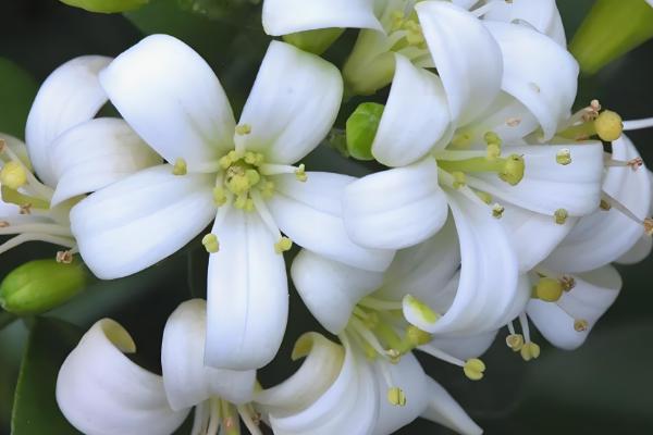 七里香怎么养殖，夏季每隔2-3天浇一次水