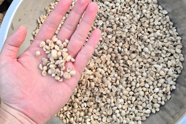 七里香怎么养殖，夏季每隔2-3天浇一次水