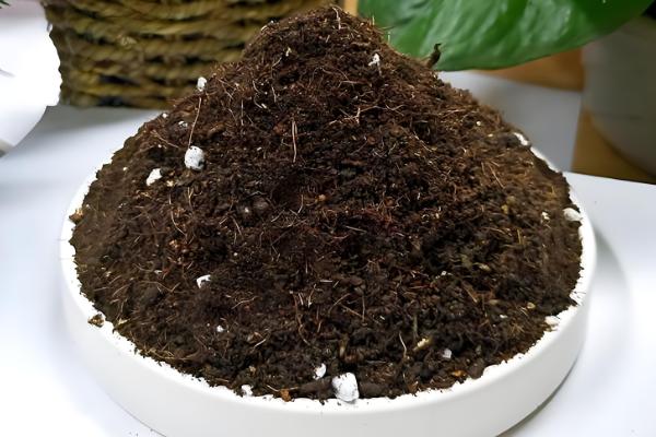 七里香怎么养殖，夏季每隔2-3天浇一次水