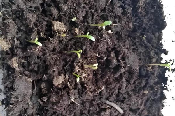 七里香怎么养殖，夏季每隔2-3天浇一次水