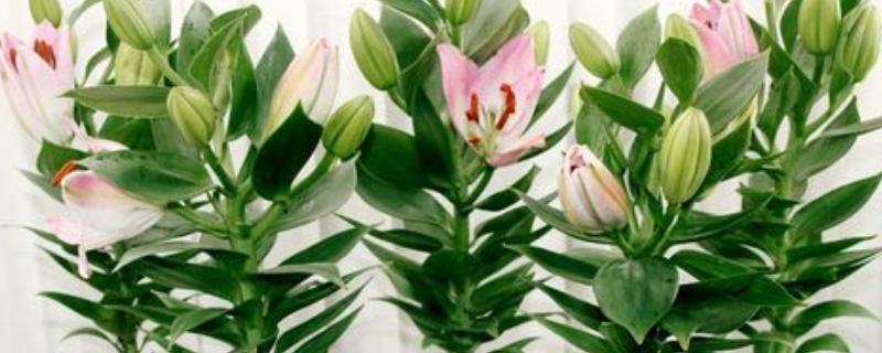 百合花的香气有毒吗，香味无毒但可能会让人感到不适