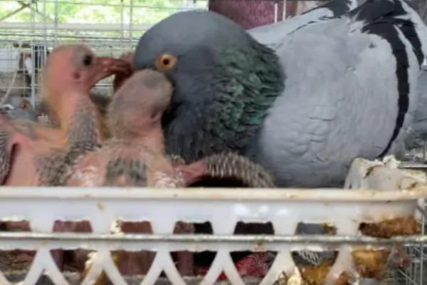 如何喂养刚出壳的鸽子,没有吃足鸽乳的幼鸽可饲喂小米等食物