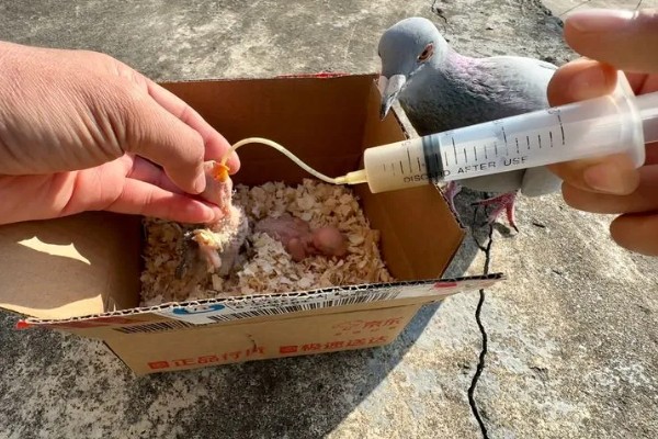 如何喂养刚出壳的鸽子,没有吃足鸽乳的幼鸽可饲喂小米等食物