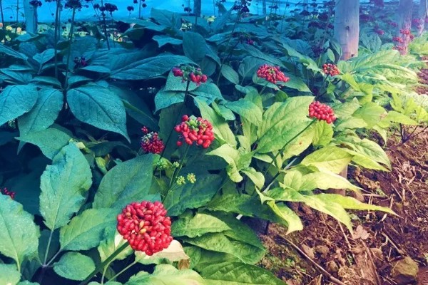 种植人参的方法,一年至少中耕除草3-4次