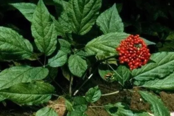 种植人参的方法,一年至少中耕除草3-4次