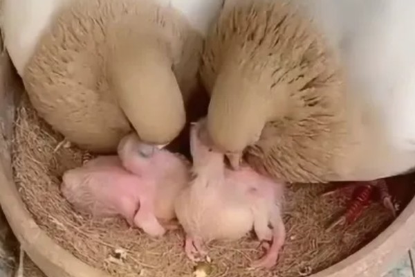 如何喂养刚出壳的鸽子,没有吃足鸽乳的幼鸽可饲喂小米等食物