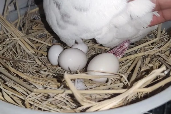 如何喂养刚出壳的鸽子,没有吃足鸽乳的幼鸽可饲喂小米等食物