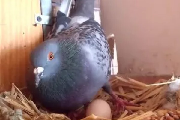 如何喂养刚出壳的鸽子,没有吃足鸽乳的幼鸽可饲喂小米等食物