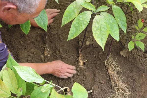 种植人参的方法,一年至少中耕除草3-4次