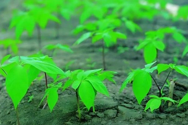 种植人参的方法,一年至少中耕除草3-4次