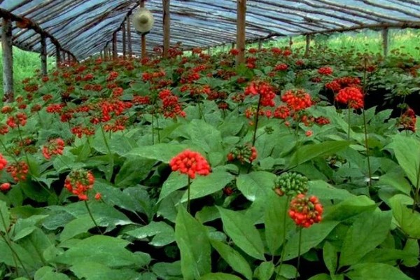 种植人参的方法,一年至少中耕除草3-4次