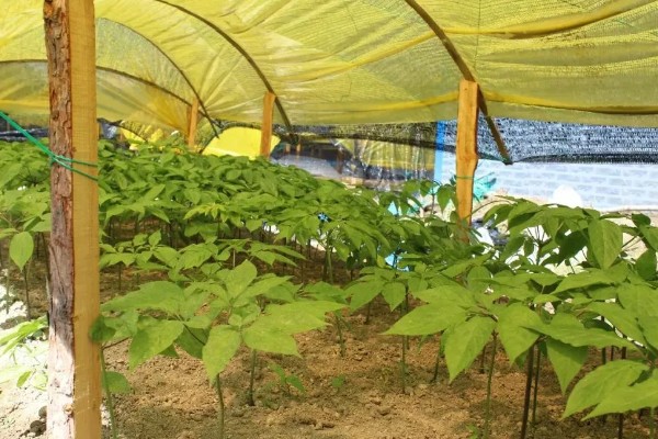 种植人参的方法,一年至少中耕除草3-4次