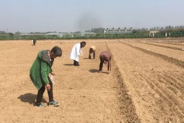 种植人参的方法,一年至少中耕除草3-4次