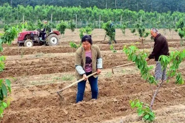 种植人参的方法,一年至少中耕除草3-4次