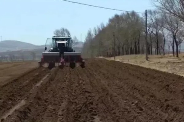 种植人参的方法,一年至少中耕除草3-4次