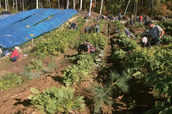 种植人参的方法,一年至少中耕除草3-4次