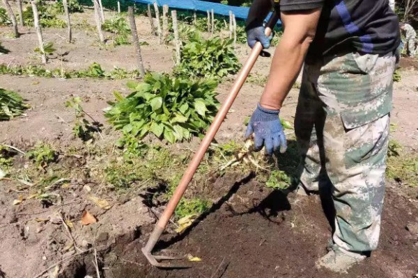 种植人参的方法,一年至少中耕除草3-4次