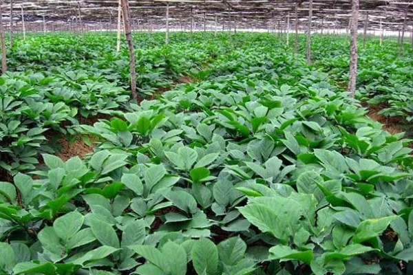 种植人参的方法,一年至少中耕除草3-4次