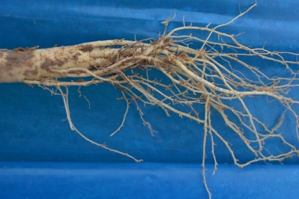 种植人参的方法,一年至少中耕除草3-4次