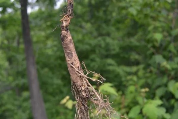 种植人参的方法,一年至少中耕除草3-4次