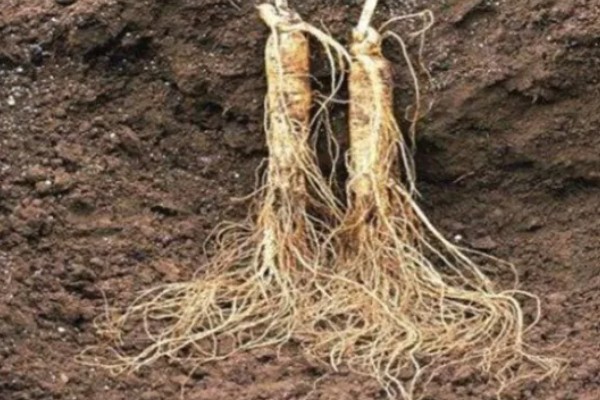 种植人参的方法,一年至少中耕除草3-4次