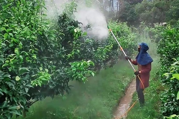 早春果园的管理技术,要及时进行清园