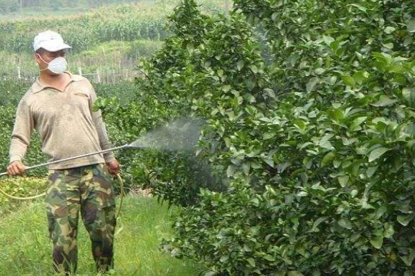 早春果园的管理技术,要及时进行清园