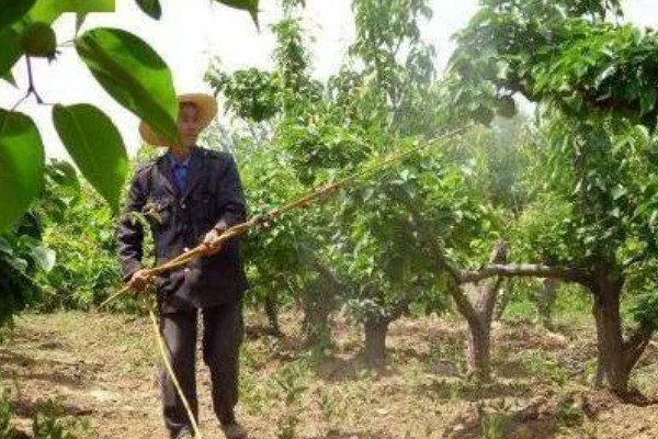 早春果园的管理技术,要及时进行清园