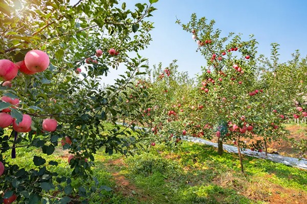 早春果园的管理技术,要及时进行清园