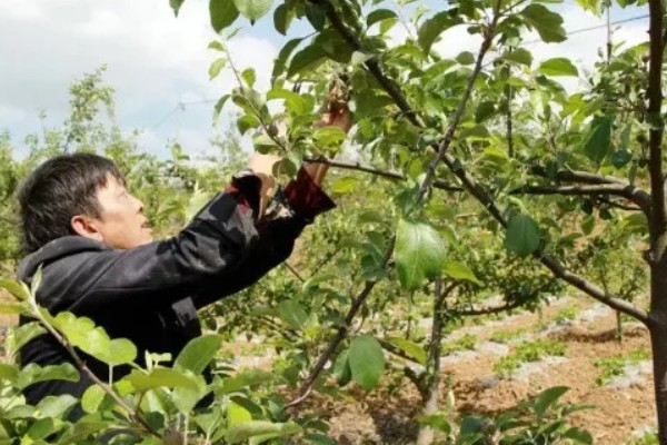 早春果园的管理技术,要及时进行清园