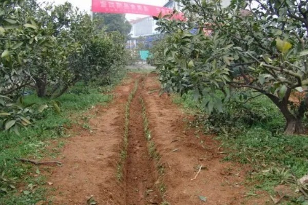 早春果园的管理技术,要及时进行清园