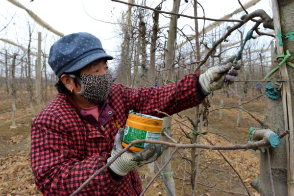 早春果园的管理技术,要及时进行清园