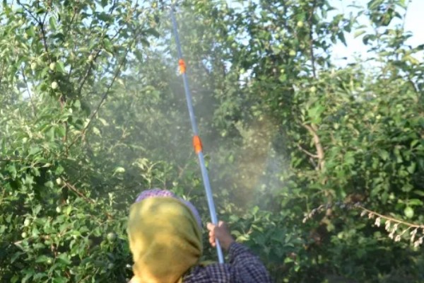 早春果园的管理技术,要及时进行清园