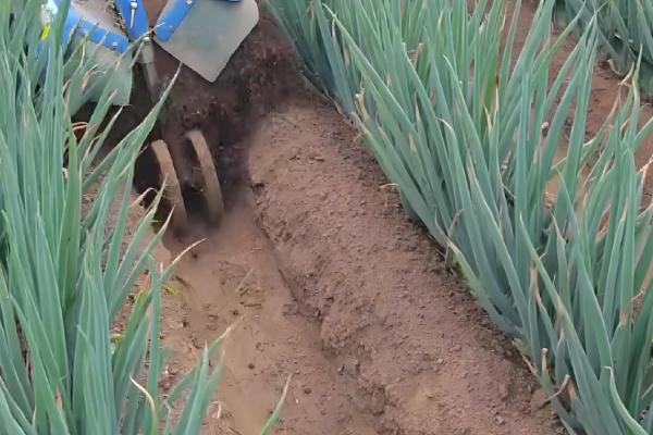 大葱什么时候第一次培土，株高达到30厘米左右时展开培土工作