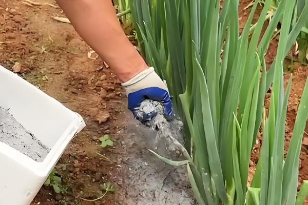 大葱什么时候第一次培土，株高达到30厘米左右时展开培土工作